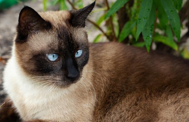 Mooie bruine kat, Siamees, met blauwe ogen ligt in een groen gras