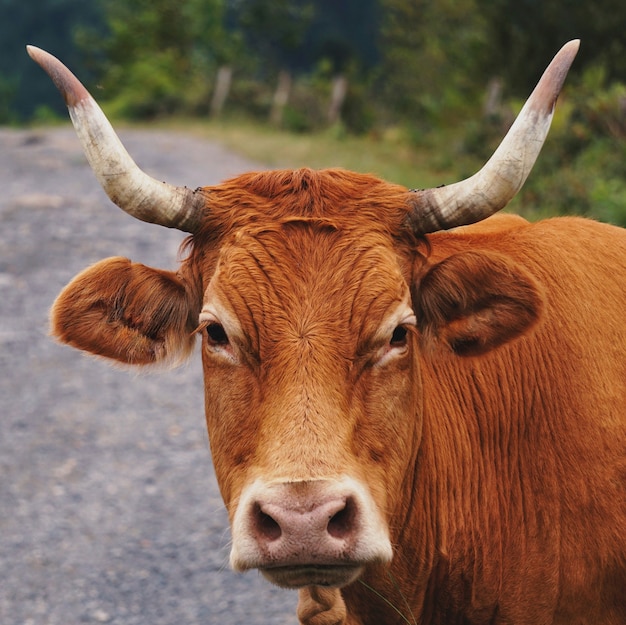 mooie bruine koe portret in de natuur