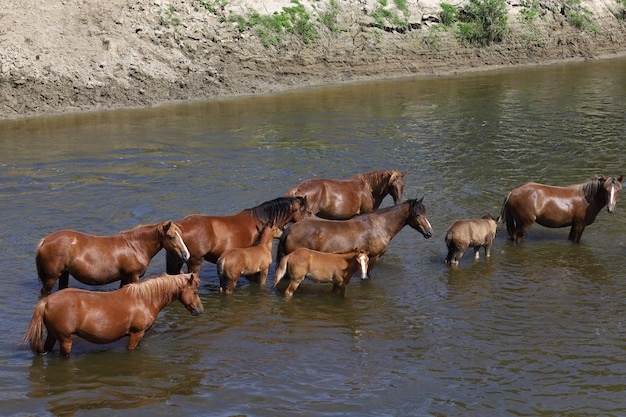 Mooie bruine paarden staan in de rivier in de zomerse hitte