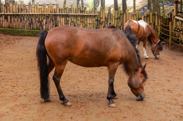 Mooie bruine pony achter het bamboe hek op de kleine boerderij