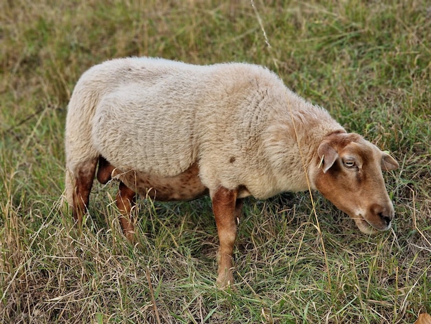 Mooie bruine schapen.