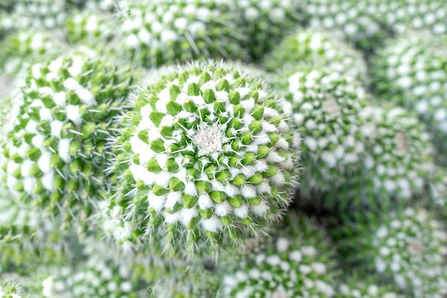 Mooie cactus in de tuin. Op grote schaal gekweekt als sierplant. Selectieve focus close-up shot.