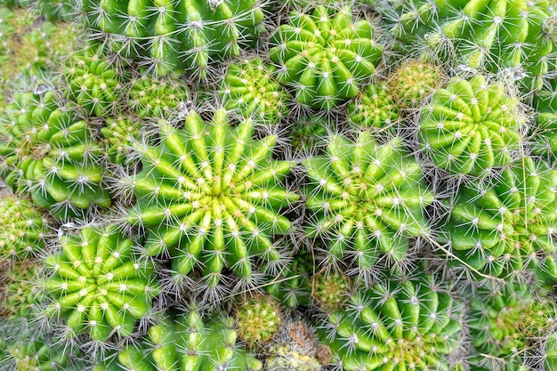 Mooie cactus in de tuin. Op grote schaal gekweekt als sierplant. Selectieve focus close-up shot.