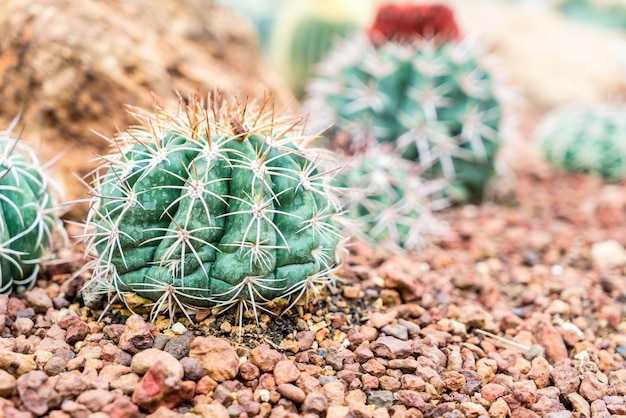 mooie cactus in kamerplant