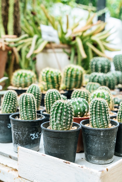 mooie cactus in pot
