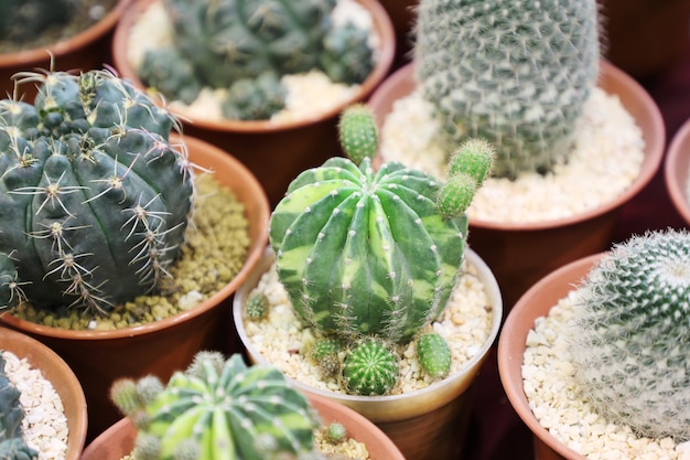 mooie cactus in pot