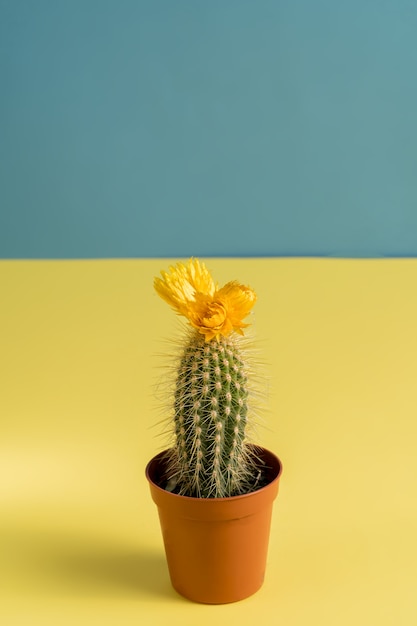 Mooie cactus met bloem