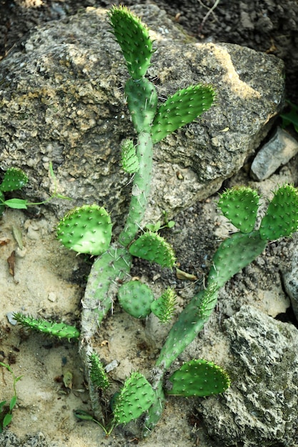 Mooie cactus op stenen in de tuin