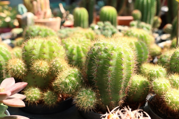 Mooie cactus voor verkopen