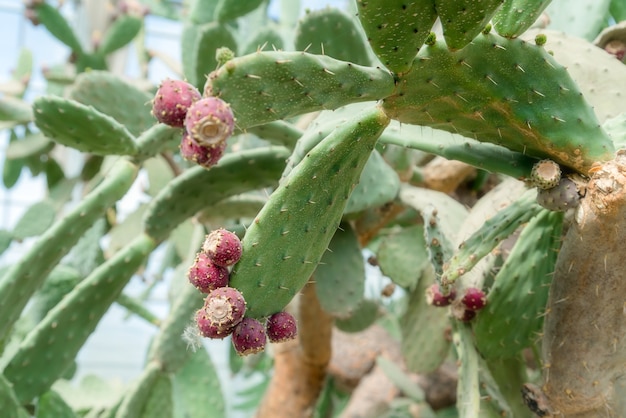 Mooie cactusvruchten. Close up van witte cactus stekels achtergrond in botanische tuin