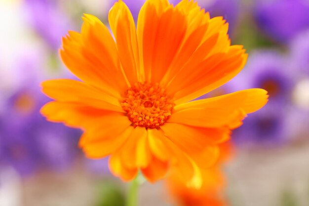 Foto mooie calendula bloem close-up