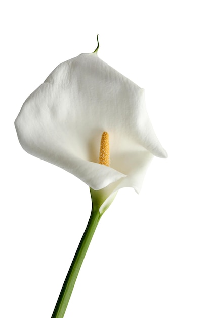 Mooie calla lelie op witte achtergrond