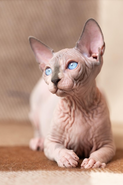 Mooie Canadese sphynx-kat van vier maanden oud van blauwe nerts en witte kleur met blauwe ogen die ongeveer liggen