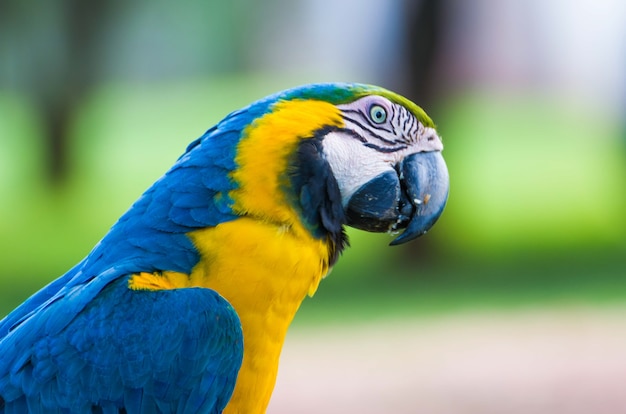 Mooie Caninde Macaw in het Braziliaanse moerasland