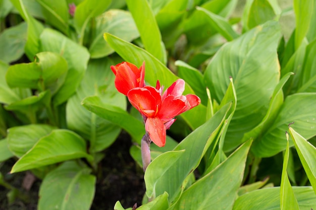 Mooie cannabloem met groene bladeren in de tuin