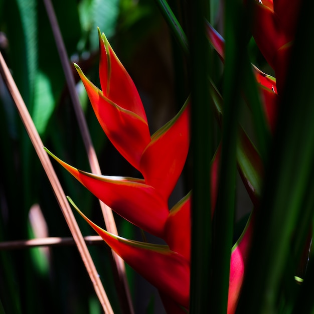 Mooie caraïbische heliconia-bloem