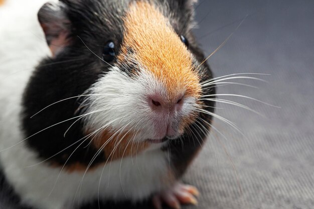 Foto mooie cavia die in de camera kijkt