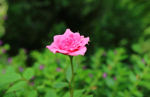 Mooie Cerise Pink Bourbon Rose bloeiend in de tuin