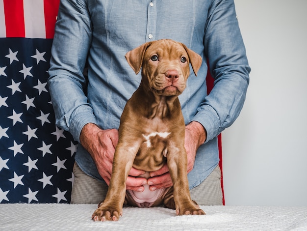 Mooie, charmante puppy en Amerikaanse vlag. Detailopname