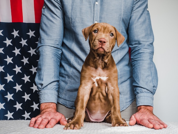 Mooie, charmante puppy en Amerikaanse vlag. Detailopname