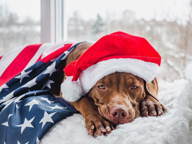 Mooie, charmante puppy van chocoladekleur en kerstversieringen