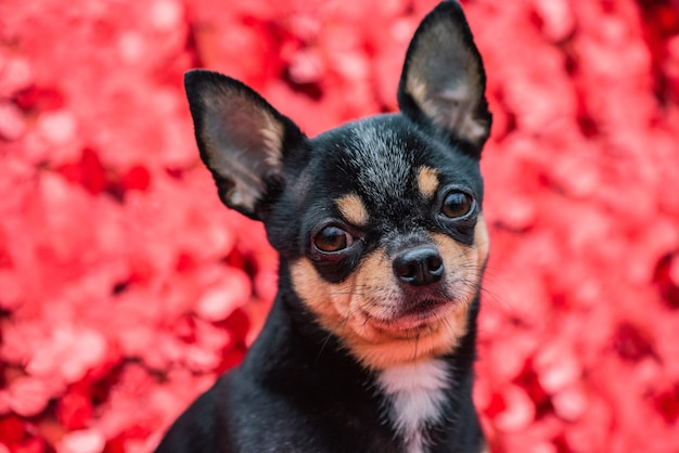 Foto mooie chihuahuahond