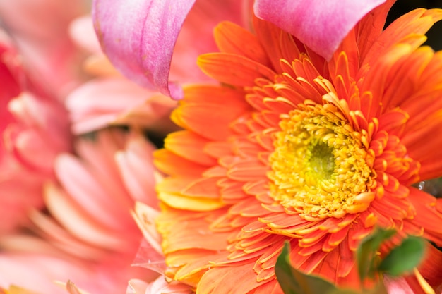 Mooie chrysant bloemen achtergrond