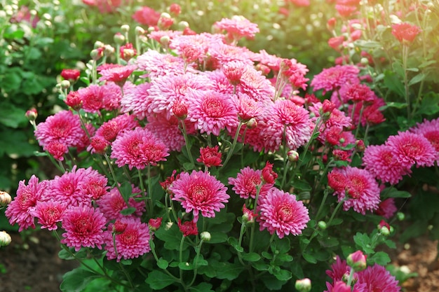 Mooie chrysant bloemen close-up buitenshuis