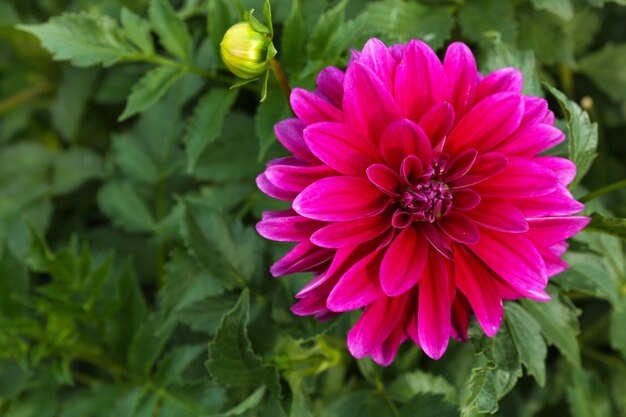 Mooie chrysant bloemen close-up buitenshuis