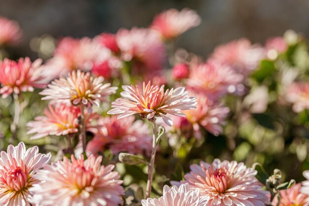 mooie chrysant bloemstruiken roze kleuren close-up