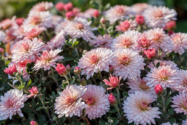 mooie chrysant bloemstruiken roze kleuren close-up