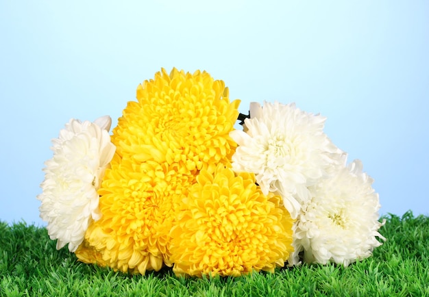 Mooie chrysant op gras op blauwe achtergrond