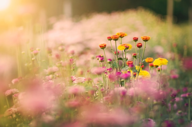 Foto mooie chrysanten bloem