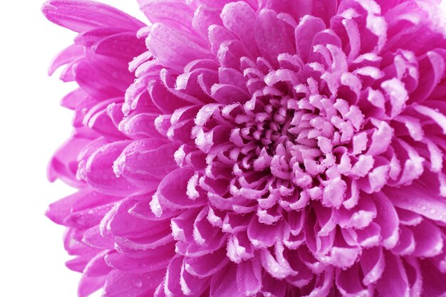 Mooie chrysanten close-up