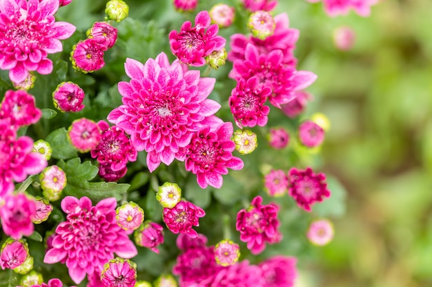 Mooie chrysantenbloem in tuin