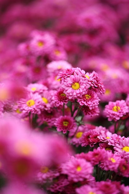 mooie Chrysanthemum bloem bloeien