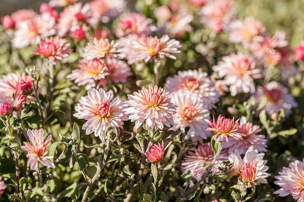 Mooie chrysanthemum bloemen struiken roze kleuren