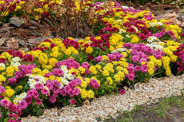 Foto mooie chrysanthemum struiken geel rood wit roze rood kleuren