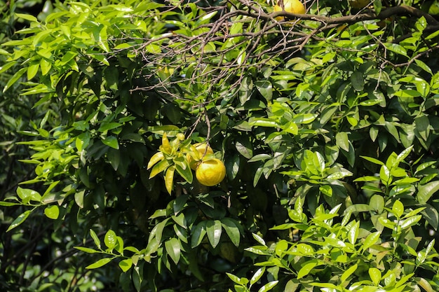 Mooie citrusboom met rijpe vruchten close-up