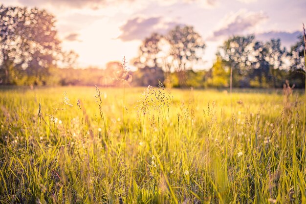 Foto mooie close-up ecologie natuur landschap met weide abstracte gras background