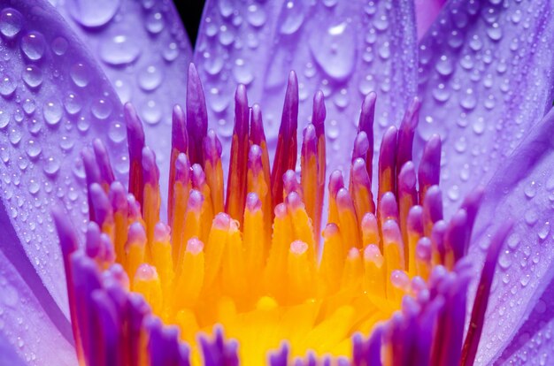 Mooie close-up gele carpel en waterdruppel op paarse lotusbloem, macro kleurrijke waterlelie bloemen van de natuur van Azië voor achtergrond