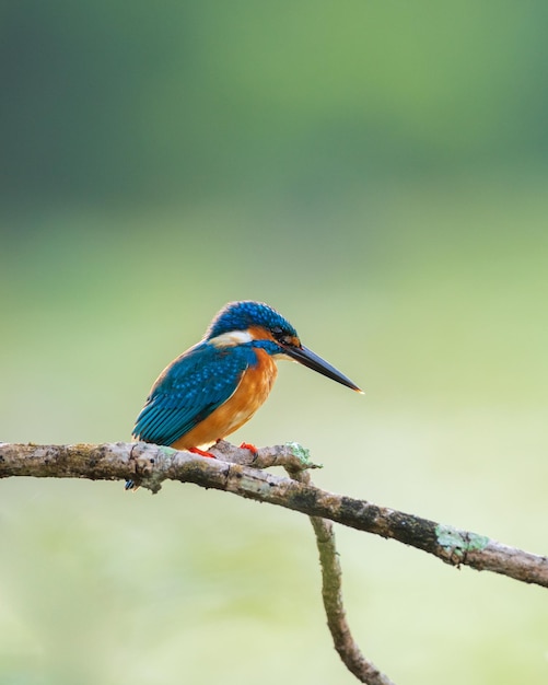 Mooie close-up portretopname van een ijsvogelvogel IJsvogelbaars tegen de natuurlijke zachte bokehachtergrond Ochtendverlichting met achtergrondverlichting