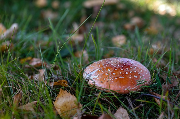 Mooie close-up van bospaddenstoelen in gras, herfstseizoen, paddenstoel en bladeren in gras