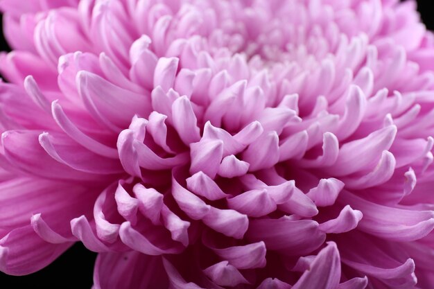 Mooie close-up van chrysanten