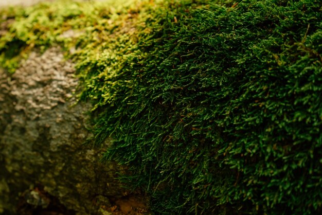 Mooie close-up van groen mos op boomschors Mooie achtergrond van mos voor behang