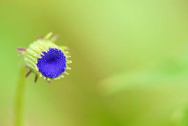 Mooie close-up van mini-knopbloem met blauwe bloemblaadjes is een onkruid in de weide op groene onscherpe achtergrond