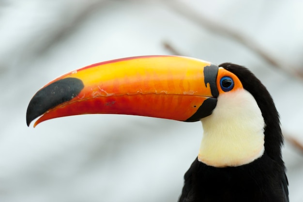 Foto mooie close-up van toucan toucans zijn leden van de neotropische vogel in de buurt van de familie ramphastidae zangvogels intreepupil witte achtergrond