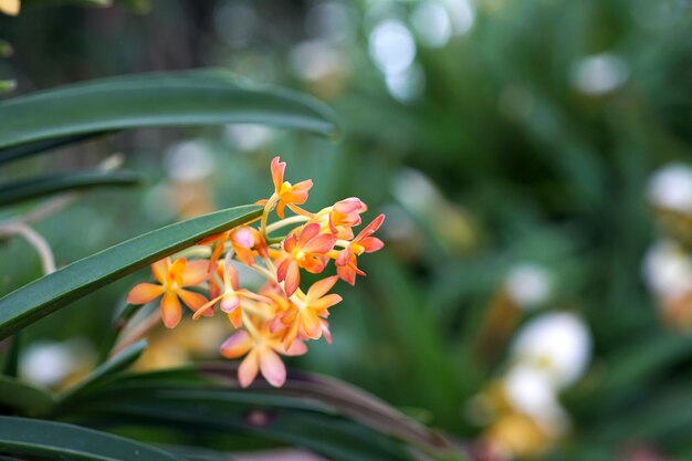 Mooie close-upbloem in tuin