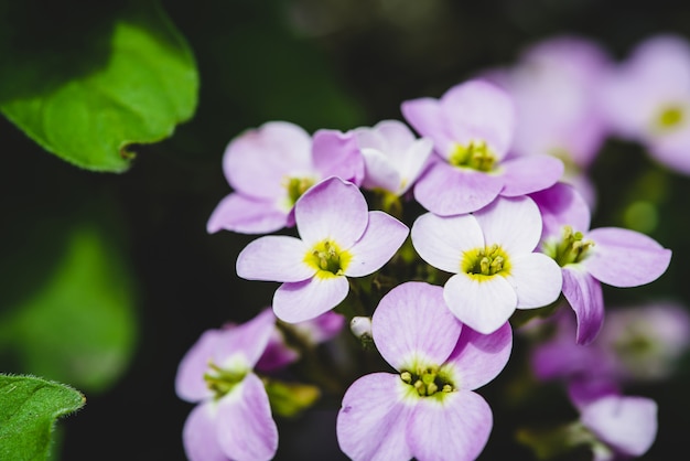 Mooie cluster van purper hesperisclose-up in macro.