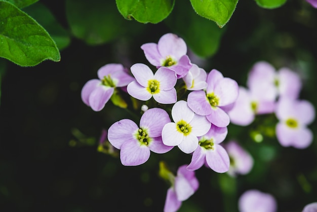 Mooie cluster van purper hesperisclose-up in macro.